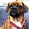 パグとキャバリアのミックス犬です サムネイル2