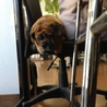 パグとキャバリアのミックス犬です サムネイル4
