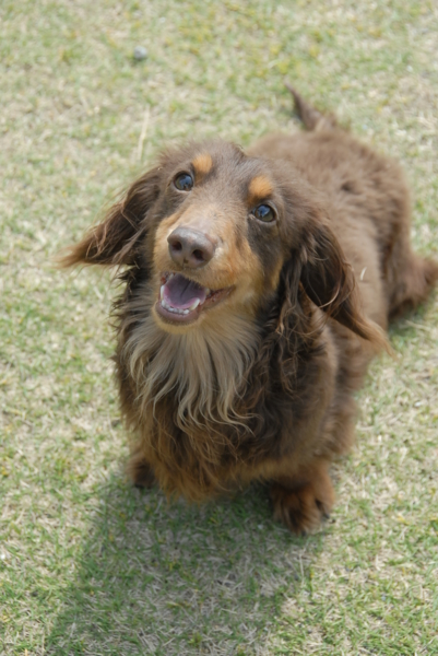 マロまゆのダックス チョ 高知県 犬の里親募集 ペットのおうち 月間利用者150万人