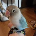 白ボタンインコの里親募集です。