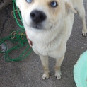 雑種犬(=‘ｘ‘=)