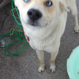 雑種犬(=‘ｘ‘=)
