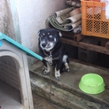 雑種犬(=‘ｘ‘=)