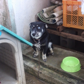 雑種犬(=‘ｘ‘=)