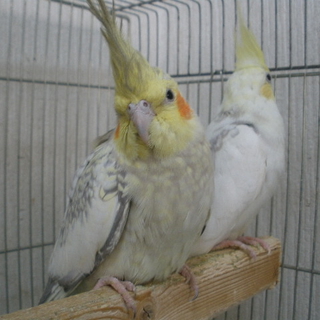 オカメインコ　２羽
