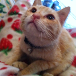 保護した捨てられ子猫さんの里子先を募集します