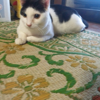 子猫の里親募集
