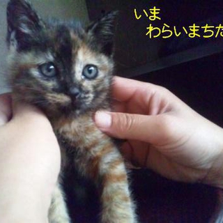 美ニャン姉妹里親（サビ）募集