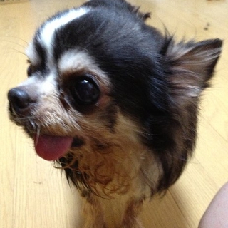 舌がペコちゃんのようです。
