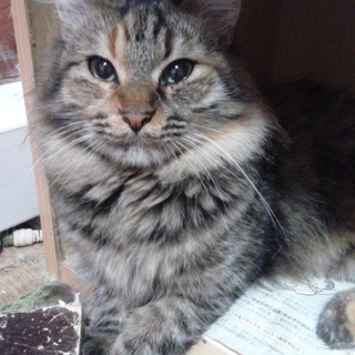 里親様を募集いたします