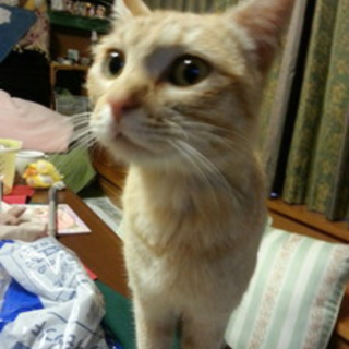 茶とら。メス。一歳半くらい。避妊済み。