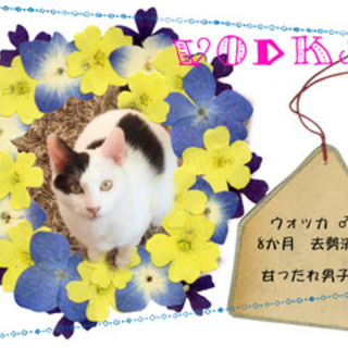 ニンゲン大好きBOY!　ウォッカ