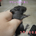 我が家で生まれたスナネズミちゃん
