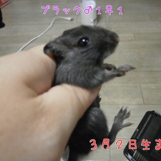 我が家で生まれたスナネズミちゃん