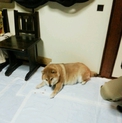 里親さん決まりました！