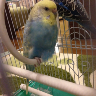セキセイインコ里親さん募集