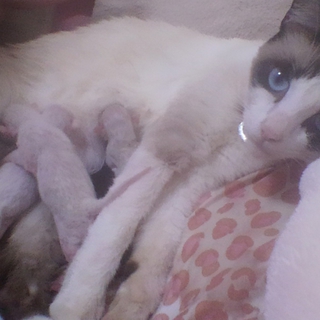 子猫の里親を募集しています