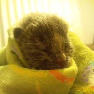 仔猫の里親を募集しています（至急）