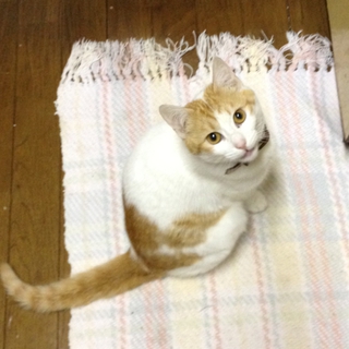 里親募集です。