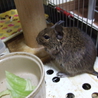 デグー　雌 サムネイル3