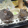 デグー　雌 サムネイル2