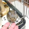 デグー　雌