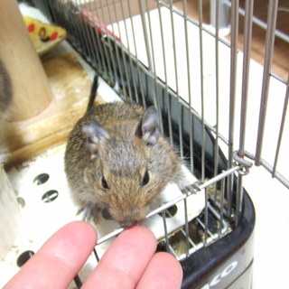 デグー　雌