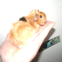 飼っていただける方