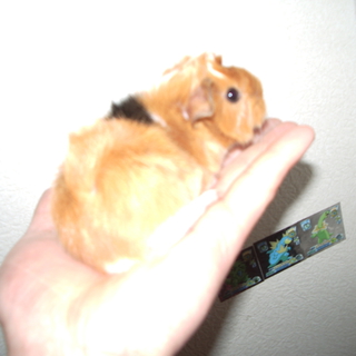 飼っていただける方