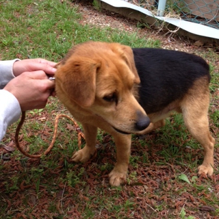 迷い犬の里親募集