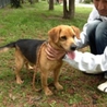 迷い犬の里親募集 サムネイル3