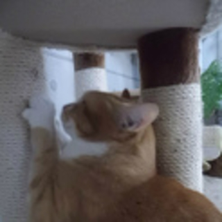 甘甘のデカ猫です・・。
