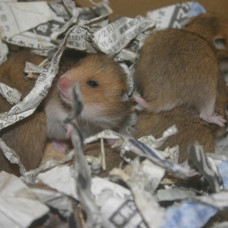 ゴールデンの赤ちゃん（11匹）お譲りします！