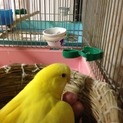 セキセイインコのヒナの里親募集しています！
