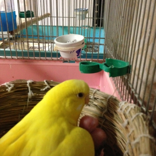 セキセイインコのヒナの里親募集しています！