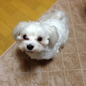 マルチーズ　ハピ(♀)の里親募集です(^^)
