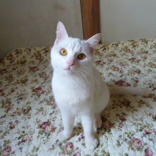 人なつっこい猫