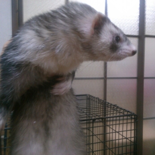 可愛いフェレット親募集中