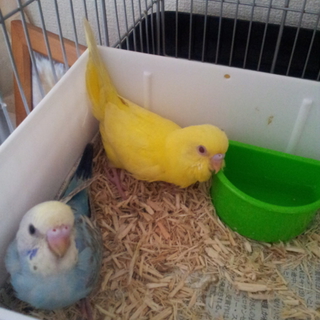 セキセイインコ生後半年程の女の子2羽