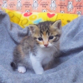 生後３週間の子猫
