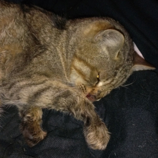 どなたか飼ってあげていただけませんか…