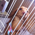 可愛いがってくれる里親さん募集！