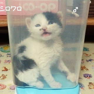 個性的な柄の白ぶちの仔猫さん
