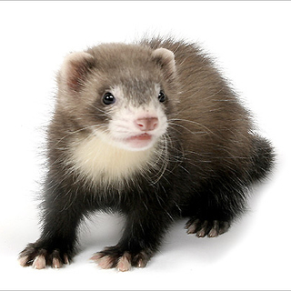 活発な女の子(*^^*)＃ パスバレーフェレット