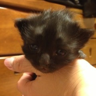 黒猫の子猫ちゃんの里親さん募集！