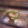 セキセイインコのひなの里親を募集します サムネイル2