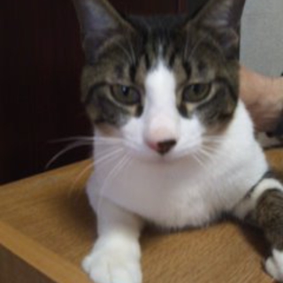 兄弟猫ちゃんを　もらってください。