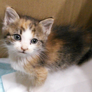 子猫の里親探しています
