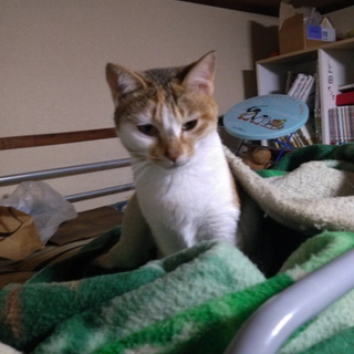【急募】猫の里親探してます