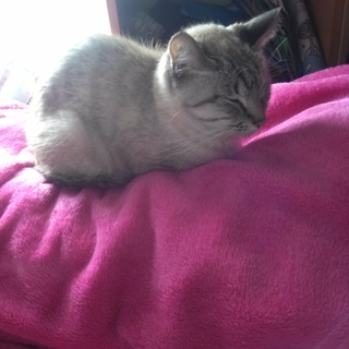 【急募】猫の里親探してます